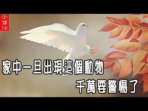 小鳥死在家裡|家裡出現死鳥 鳥死在院子裡是擋災